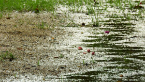 Soft Ground/Wet Field
