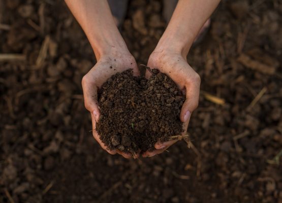 premium compost uses